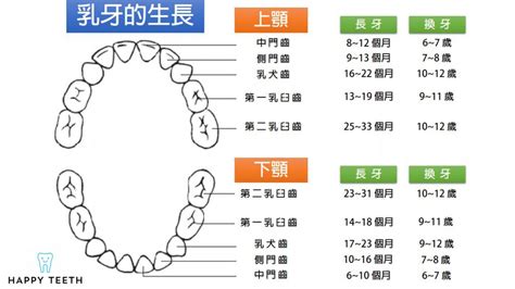 牙齒總數|齒列